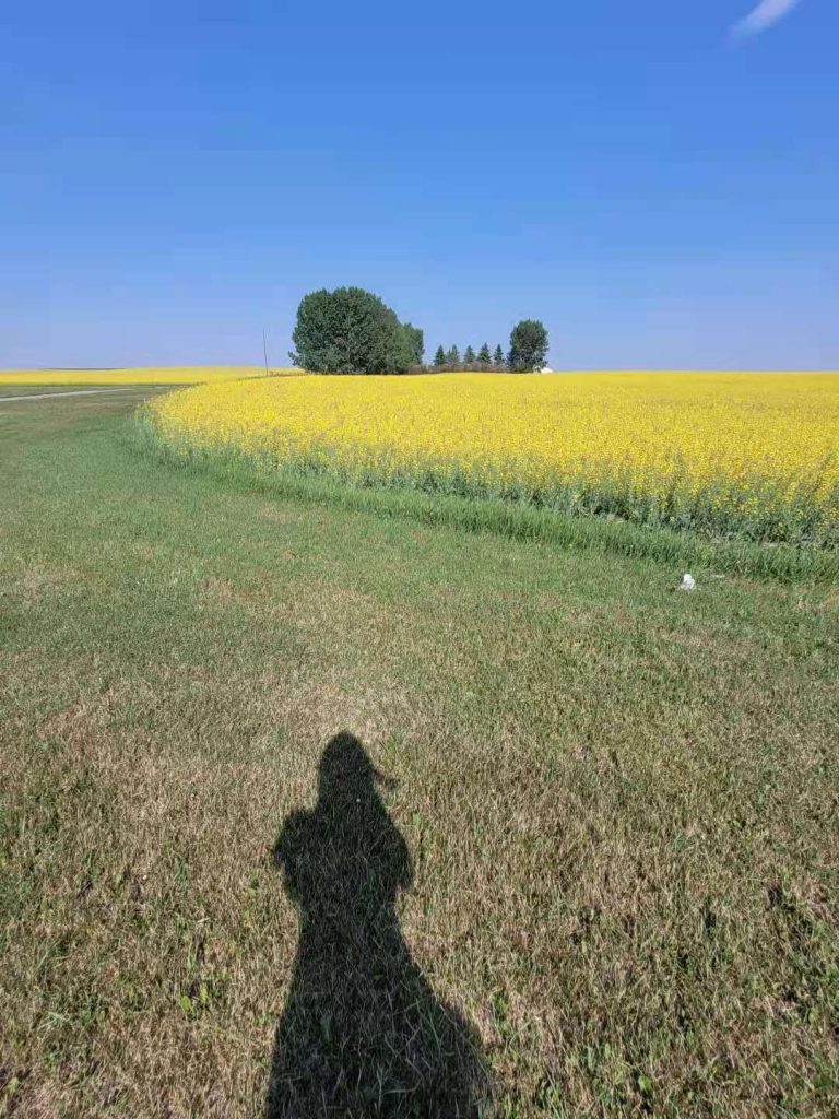 A Sea of Yellow Flowers