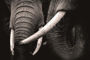 A close up of an elephants tusks