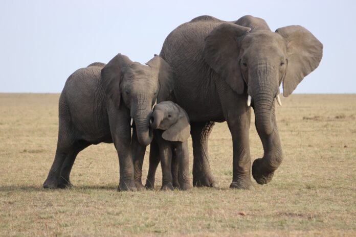 3 elephants on a grassy plain.