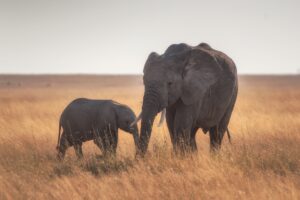 mother and baby elephant on a grassy plain.