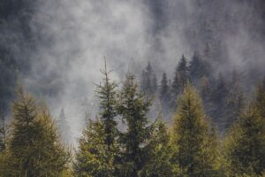 Coniferous forest against foggy background