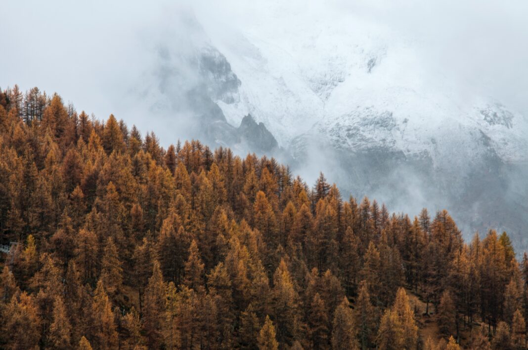 Larch tree forest turning orange on a foggy mountain