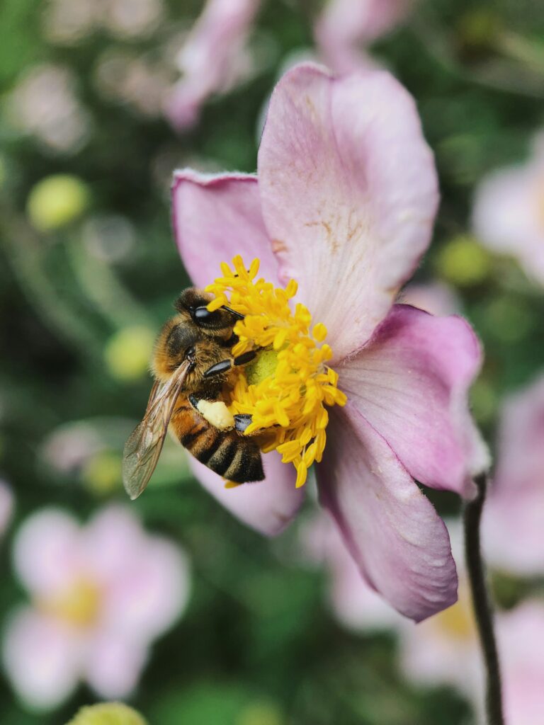 Electricity in the Air: How Bees Interact with Flowers