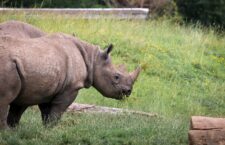 Black Rhino chewing on grass.