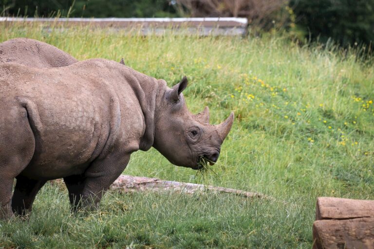 Black Rhino chewing on grass.