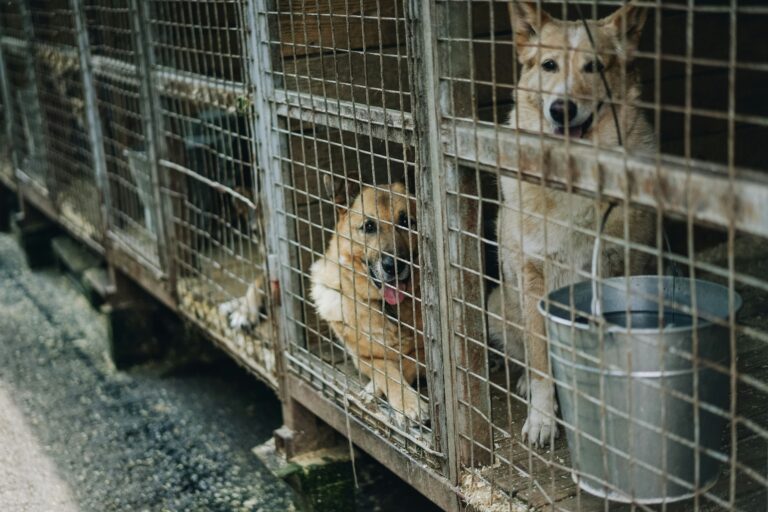 Caged: Puppy Mills and Their Horrifying Living Conditions