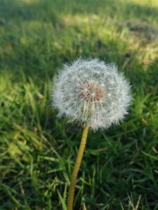 A dandelion to help you calm down