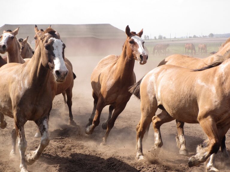 3 things you probably didn’t know about the Calgary Stampede