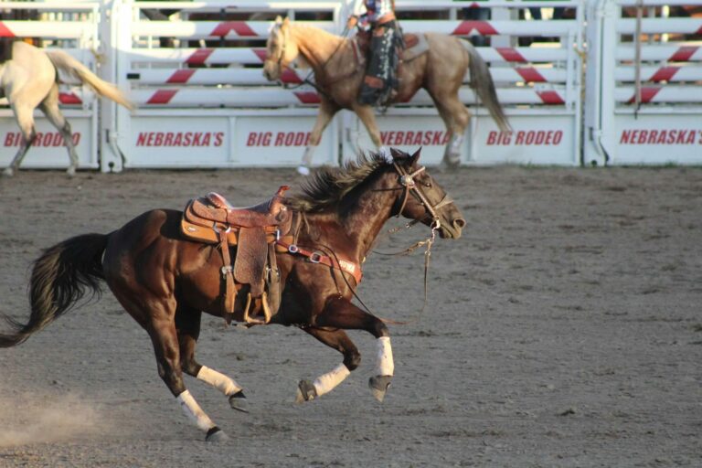 Animal Abuse and the Calgary Stampede