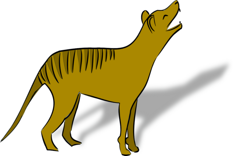 Clipart of thylacine