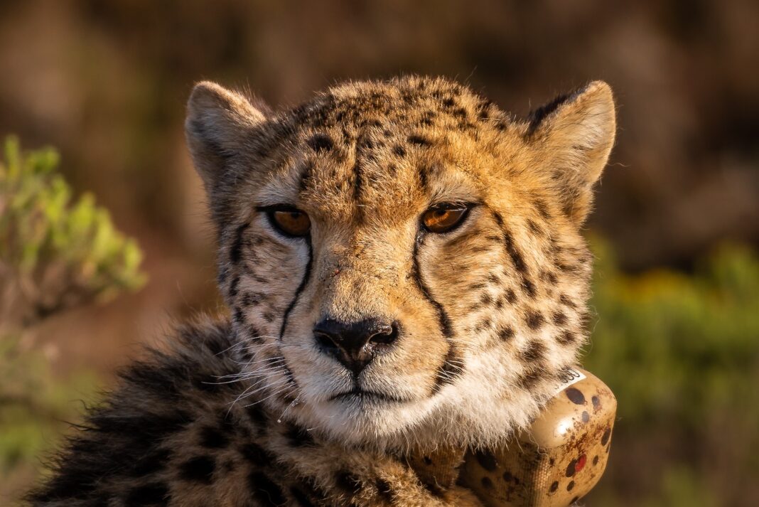 A close-up image of a cheetah