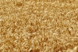 A field of golden grains