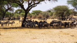 An image of the Serengeti Plains, with many wild animals and trees. 