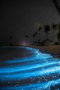 Bioluminescent Bays