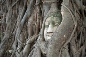 Bodhi Tree face