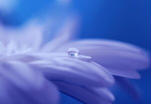 a purple/blue background with a small droplet of water on a flower's petal