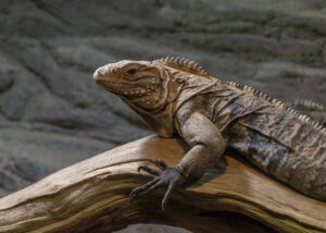 An iguana