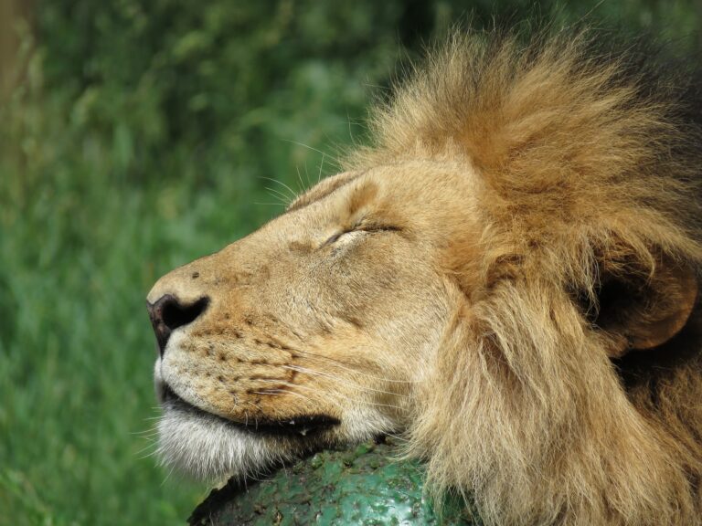 A resting lion