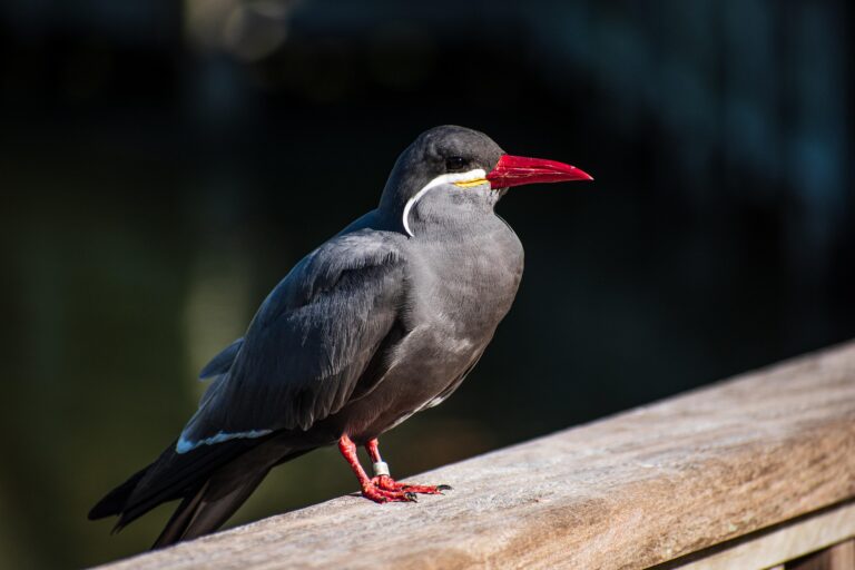 All About Birds, The Truly Amazing Creatures