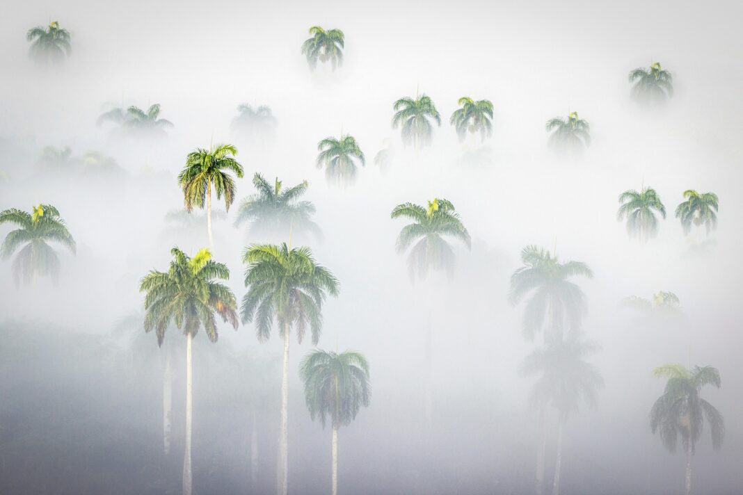 Mist-shrouded palm trees