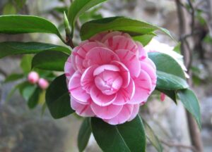 Image of a single pink camellia flower