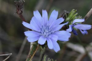 Light blue chicory flower