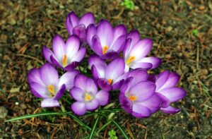 Saffron flowers - purple