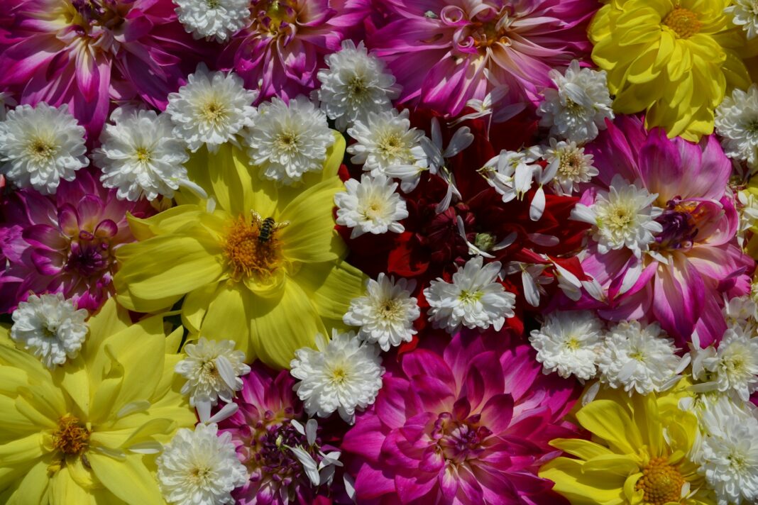 Image of many different flowers