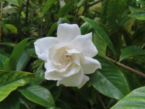 A single, pure white gardenia flower