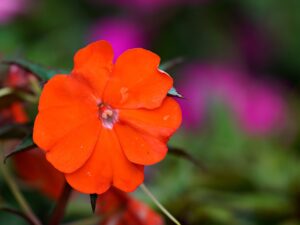 A single orange impatiens flower