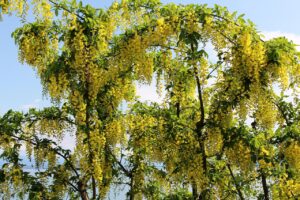 Image of a golden chain tree, with its yellow flowers in full bloom