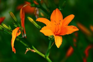 An orange lily