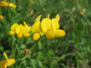 Image of bird's foot trefoil - a yellow flower