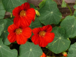 Three orange nasturtium flowers surrounded by green foliage