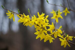 Image of forsythia - yellow flowers on a branch