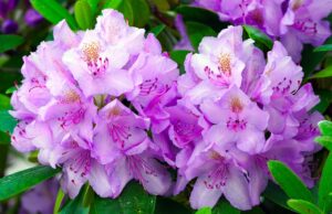 Image of rhododendron floewrs - light purple