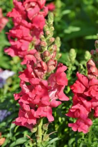 Snapdragon flowers