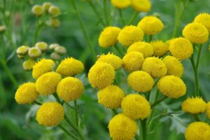 Yellow tansy flowers