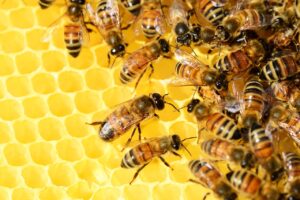 A group of bumble bee's ontop of a honey comb