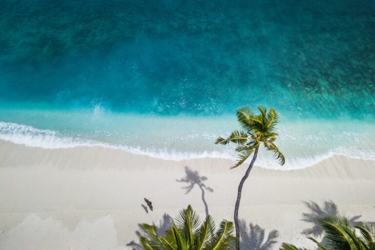 beach birds eye view with palm trees, blue water, and a bird flying