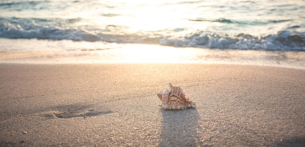 Seashell on Beach