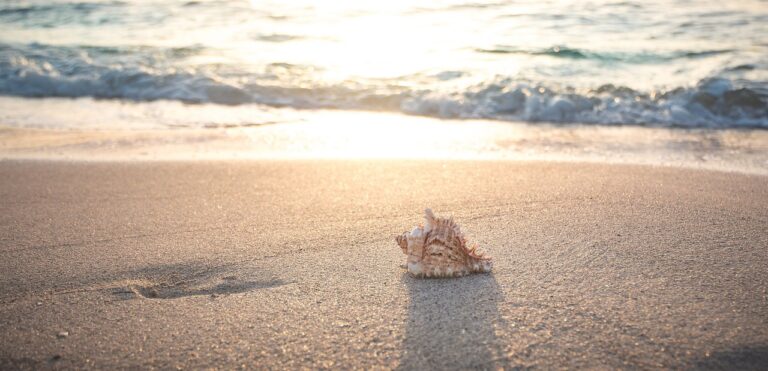 Seashell on Beach