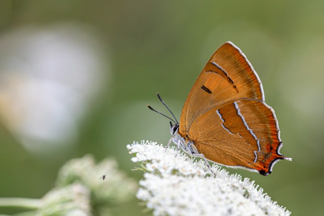 A brown butterfly sitting on top of a white flower photo - Free Butterfly Image on Unsplash