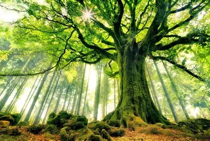 The Hidden Language of Trees