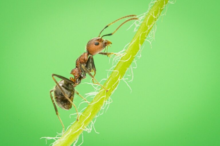 Carpenter Ants, Meet your Fungal Overlord