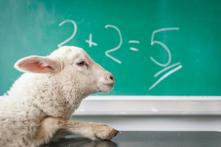 sheep next to blackboard