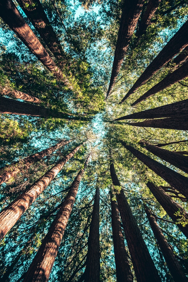Low angle photography of trees at daytime photo - Free Forest Image on Unsplash
