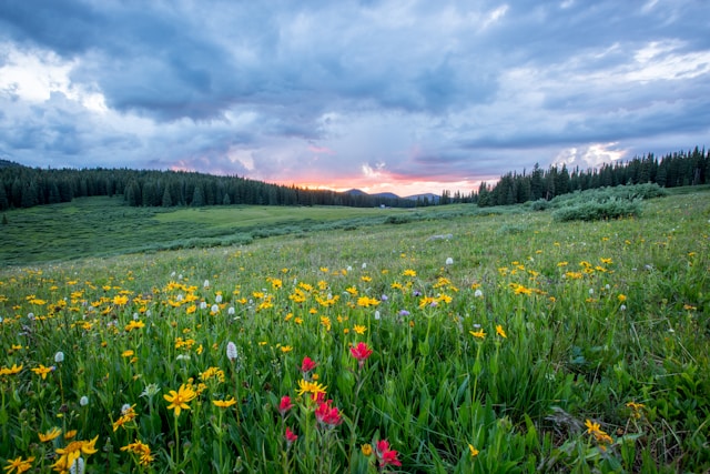 Field of grass and flowers, with a cloudy yet bright sky overlooking