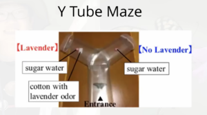 Butterfly experiment diagram
