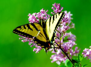 Yellow Swallowtail butterfly